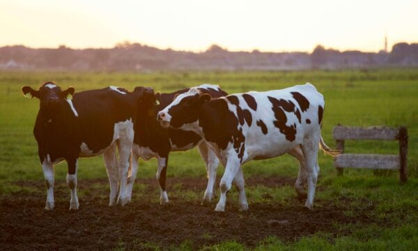 3 cows in a field